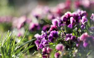 Spring pansies, purple flowers, glare, blur, light rays wallpaper thumb