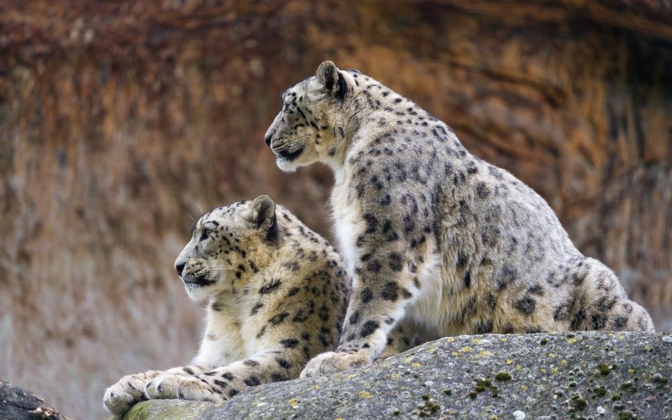 Couple snow leopards wallpaper,couple HD wallpaper,snow leopard HD wallpaper,© Tambako The Jaguar HD wallpaper,stone HD wallpaper,cat HD wallpaper,Profile HD wallpaper,2880x1800 wallpaper