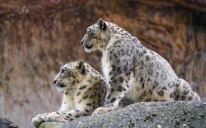 Couple snow leopards wallpaper thumb