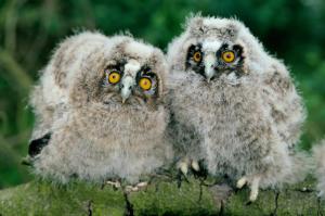 Little Owls wallpaper thumb