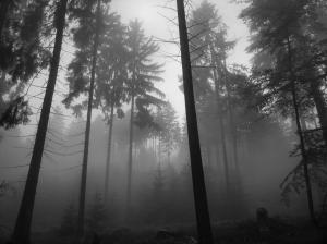 Fog Mist Forest Trees BW HD wallpaper thumb