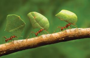 Ant Workers  High Resolution Stock Images wallpaper thumb