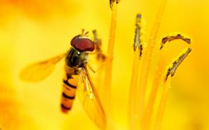 Syrphid\'s Feast wallpaper thumb