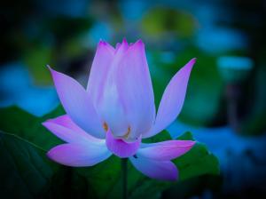 Flower, lotus, petals, dawn wallpaper thumb
