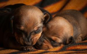 Two Puppies Sleeping wallpaper thumb