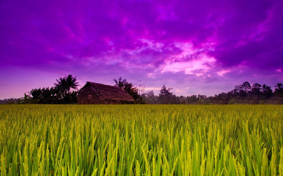Beautiful Rural Sunset wallpaper,country HD wallpaper,sunsets HD wallpaper,rural HD wallpaper,fields HD wallpaper,purple HD wallpaper,nature & landscapes HD wallpaper,2560x1600 wallpaper