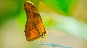 Butterfly insect proboscis wallpaper thumb
