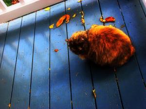 Furry Cat with Fall wallpaper thumb