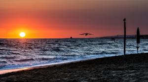Sunset Bird Beach Ocean HD wallpaper thumb