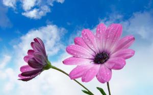 Flowers, Blue Sky, Fresh, Lovely wallpaper thumb