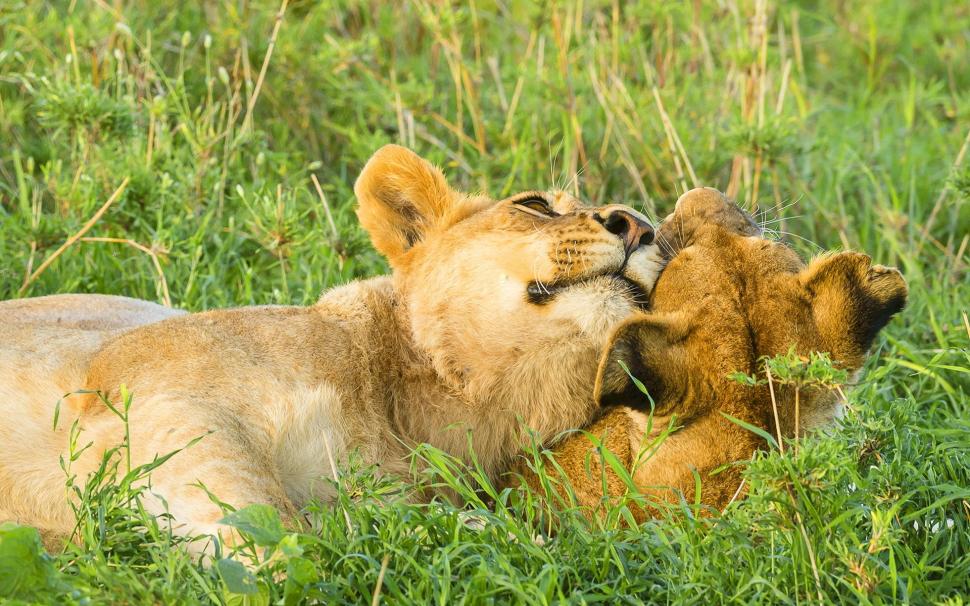 Two lions play at savanna wallpaper,Two HD wallpaper,Lions HD wallpaper,Play HD wallpaper,Savanna HD wallpaper,1920x1200 wallpaper