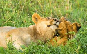 Two lions play at savanna wallpaper thumb