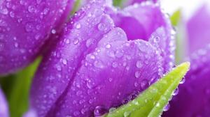 Purple Tulip With Raindrops wallpaper thumb