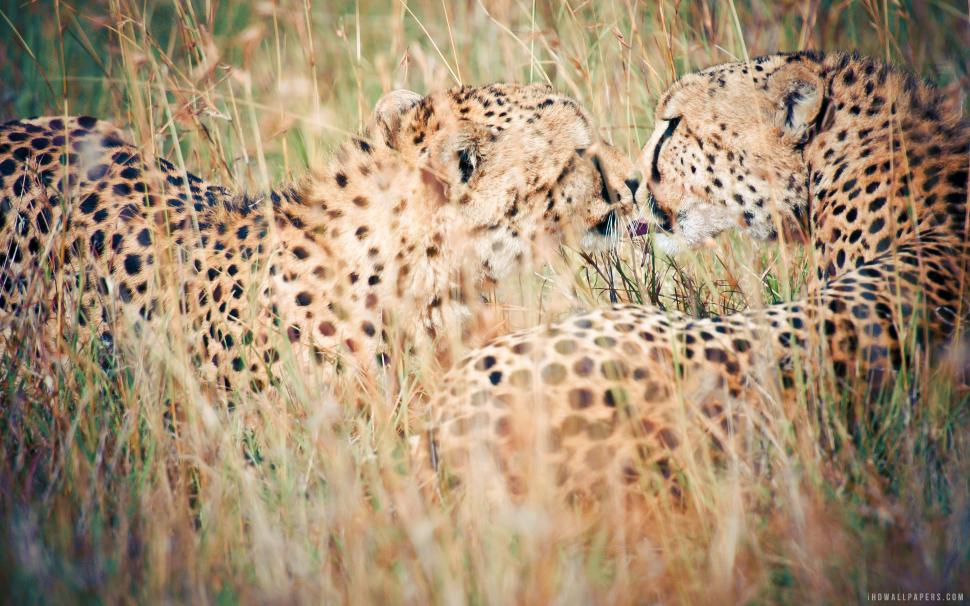 Wild Cheetahs wallpaper,cheetahs HD wallpaper,wild HD wallpaper,2880x1800 wallpaper