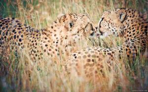 Wild Cheetahs wallpaper thumb