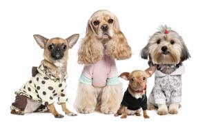 Dogs With Costume wallpaper thumb