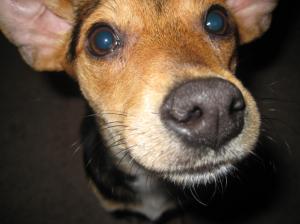 cinnamon begging beagle beg cute dog puppy eyes terrier HD wallpaper thumb