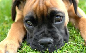 Dog, Face, Cute, Animal, Close Up, Grass wallpaper thumb