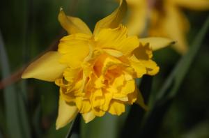 Double Daffodil wallpaper thumb