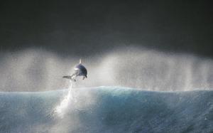 Jumping Dolphin wallpaper thumb
