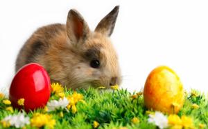 Cute Little Easter Rabbit wallpaper thumb