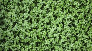 Plants Green HD wallpaper thumb