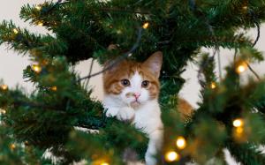 White kitten, pine twigs, holiday lights wallpaper thumb