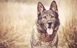 German Shepherd, Dog, Animals, Photography wallpaper thumb