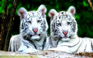 White Tiger Cubs wallpaper thumb