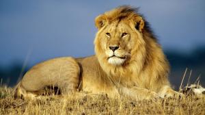 King Lion Animals 1080p wallpaper thumb