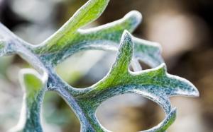 Plant close-up wallpaper thumb