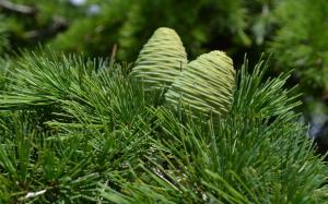 Green Pine Cones wallpaper thumb