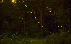 Firefly Forest Trees HD wallpaper thumb
