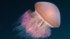 Deep sea jellyfish wallpaper thumb