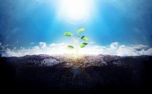 The sunshine of green shoots creative picture wallpaper thumb