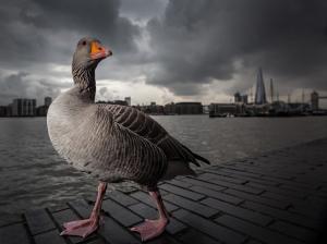 Gray goose walking in the Thames side, London wallpaper thumb