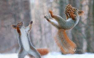 Eurasian Red Squirrels wallpaper thumb