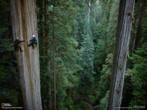 Redwood Trees Forest Climb HD wallpaper thumb