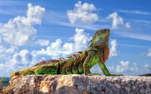 Iguana in the sun wallpaper thumb