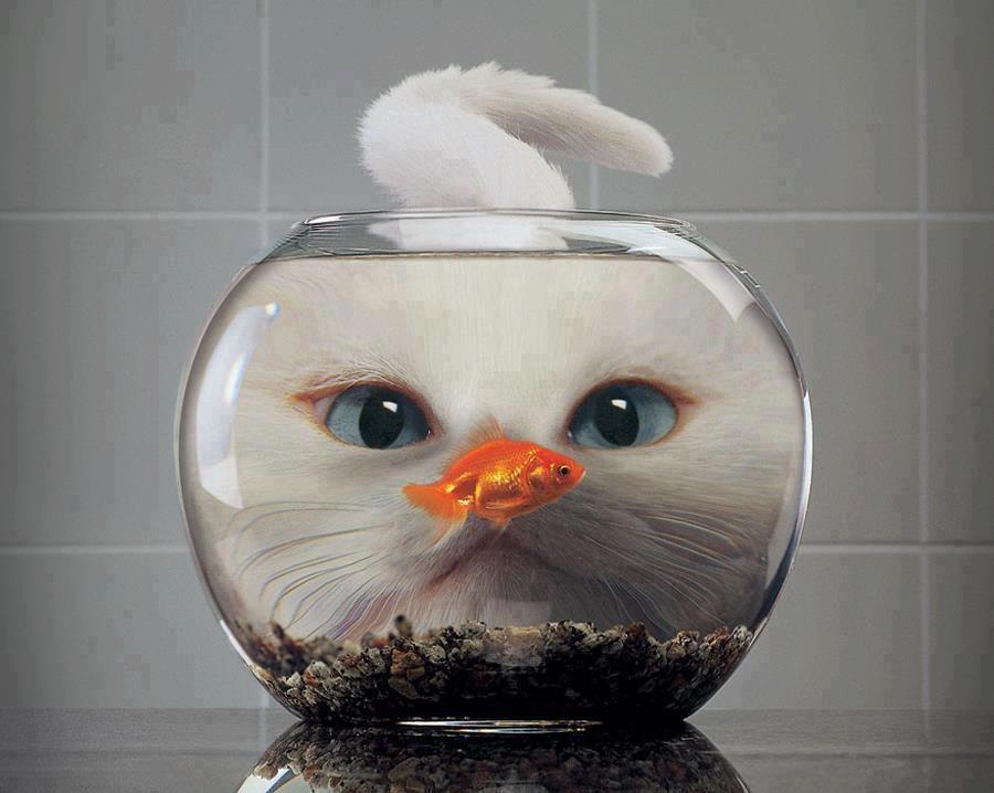 Funny cat looking for fish wallpaper,funny wallpaper,cat wallpaper,fish wallpaper,hd wallpaper wallpaper,best wallpapers wallpaper,900x718 wallpaper