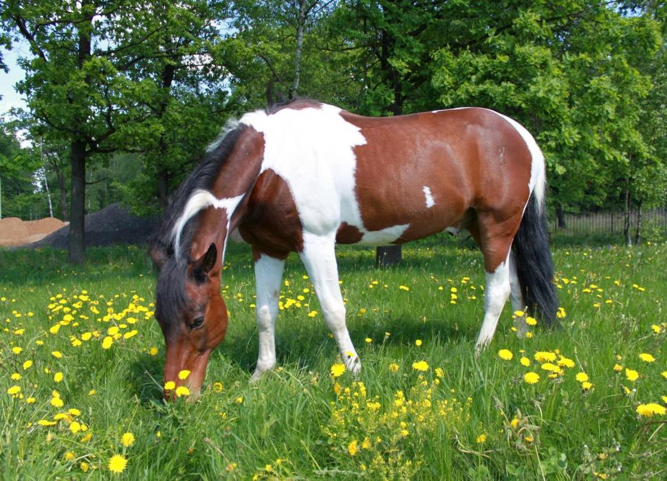 *** Horse On The Meadow *** wallpaper,laka HD wallpaper,zwierzeta HD wallpaper,konie HD wallpaper,animals HD wallpaper,2048x1479 wallpaper