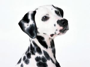 *** Cute Dalmatian *** wallpaper thumb