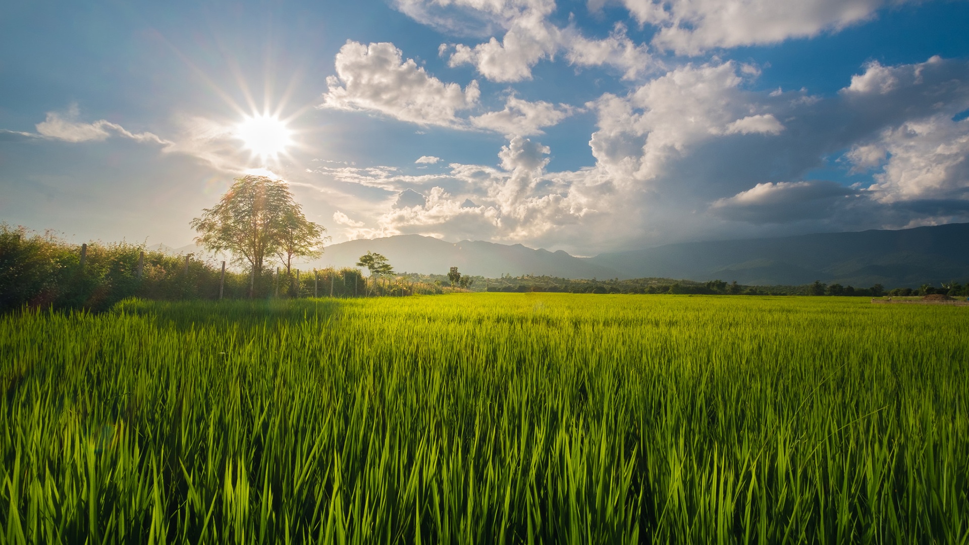 Lovely Green Grass Field wallpaper | nature and landscape | Wallpaper