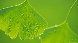 Leaf Water Drops Macro Green HD wallpaper thumb