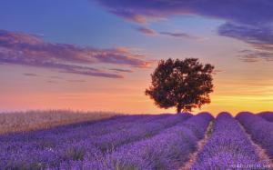 English Lavender Field Valensole France wallpaper thumb