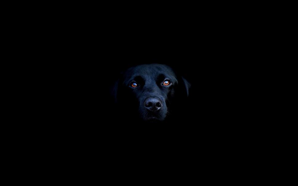 Black dog wallpaper,dark HD wallpaper,2560x1600 wallpaper