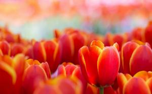 Macro Tulips wallpaper thumb