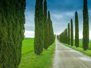 Tuscany, Italy, road, grass, cypress wallpaper thumb