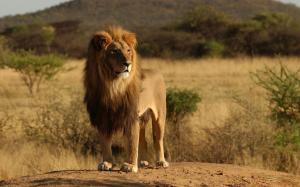 Feral cats, animals, lion, Africa wallpaper thumb