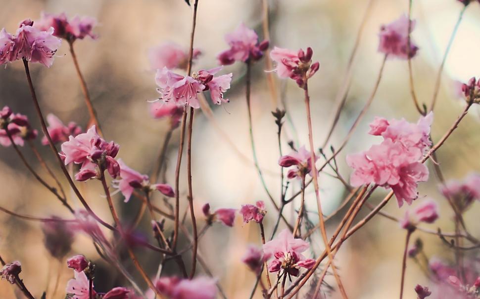 Peach blossom, pink flowers, spring, twigs wallpaper,Peach HD wallpaper,Blossom HD wallpaper,Pink HD wallpaper,Flowers HD wallpaper,Spring HD wallpaper,Twigs HD wallpaper,1920x1200 wallpaper